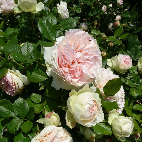 Gärtnerei - Rosa Palais Royal® - weiß - kletterrosen - diskret duftend - Alain Meilland - -